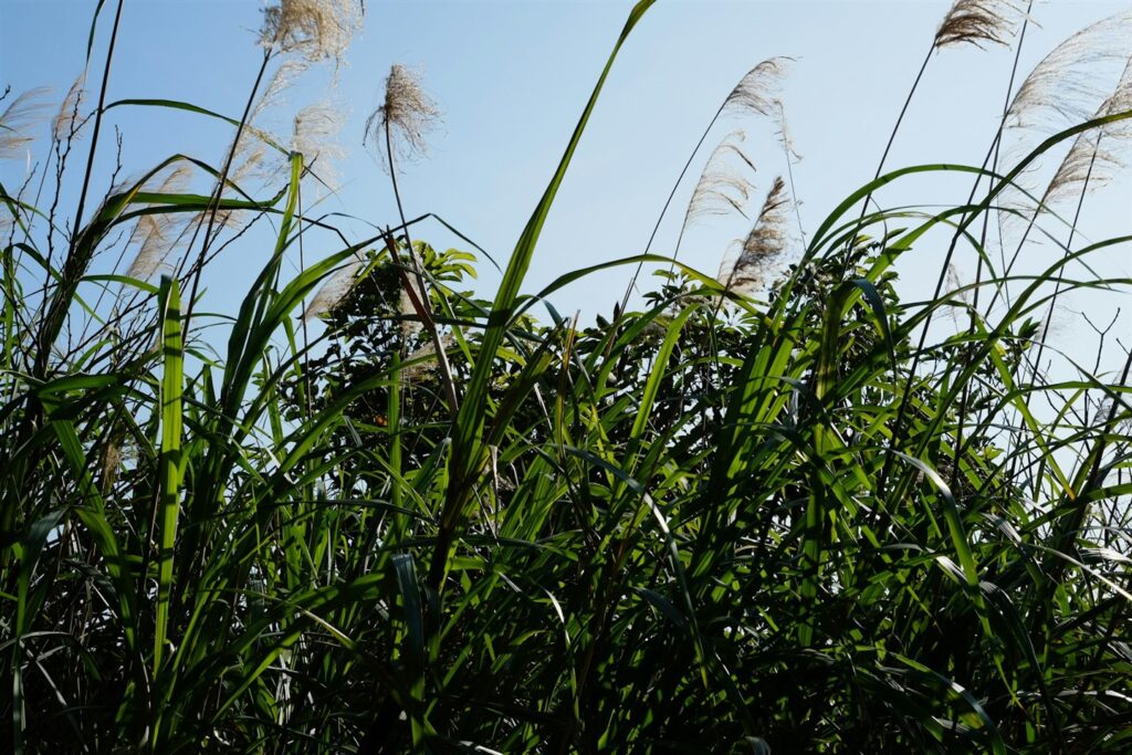 long grass