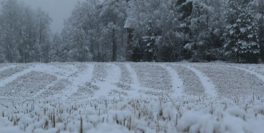 snow field